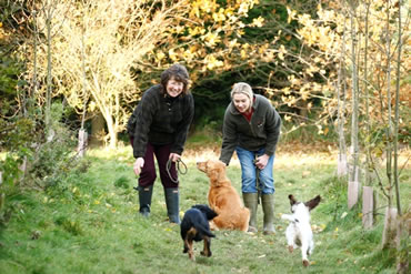 Tawnyhill Boarding Kennels - Dogs playing