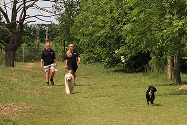 Dogs playing - Tawnyhill Boarding Kennels